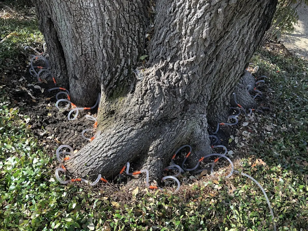 Detailed Tree Cabling and Bracing job site in Lane
